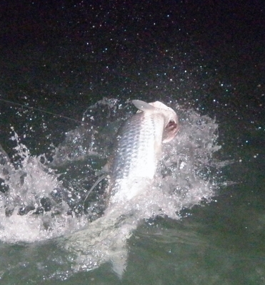 Frank's Tarpon...